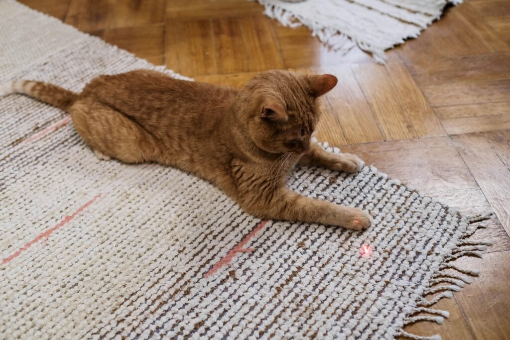 Cat Chasing a Laser