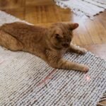 Cat Chasing a Laser