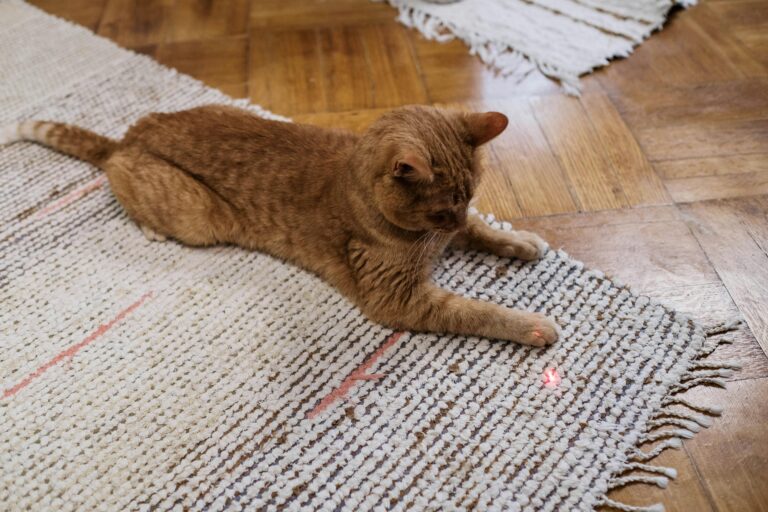 Cat Chasing a Laser