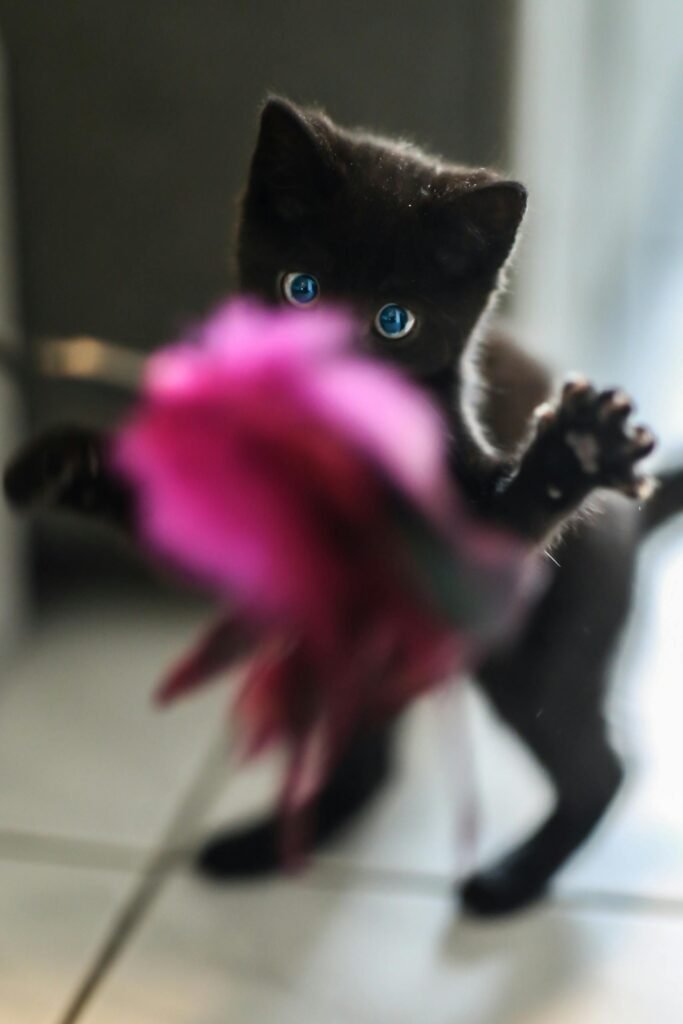 Kitten