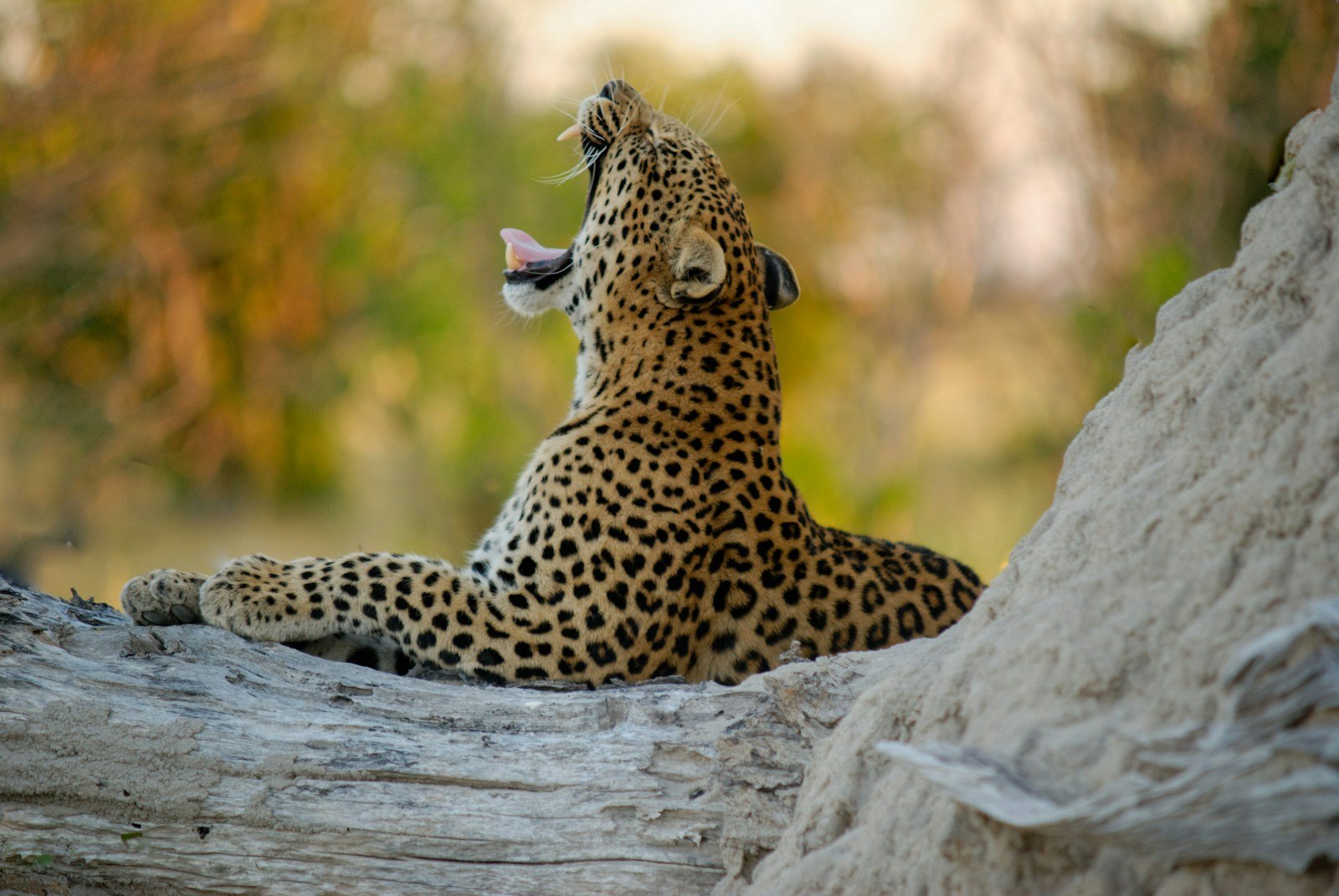 Big cats: wildlife photography of Jaguar