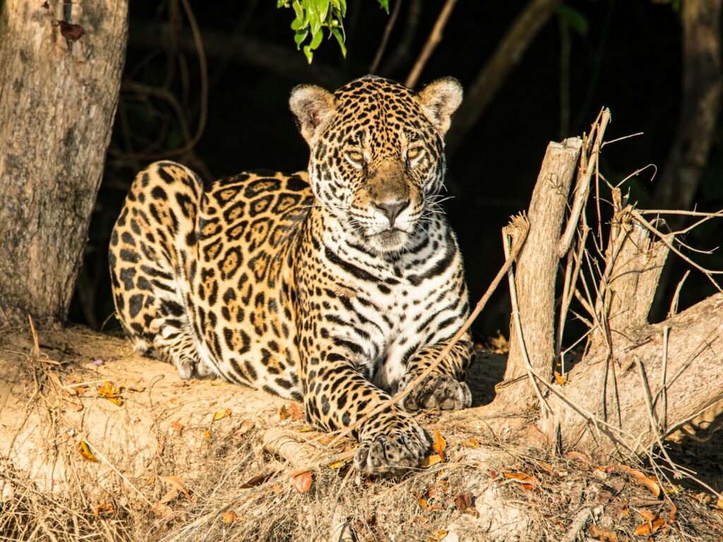 big cat protection: leopard lying on brown tree branch during daytime