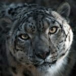 mountain climate: close-up photography of Tiger