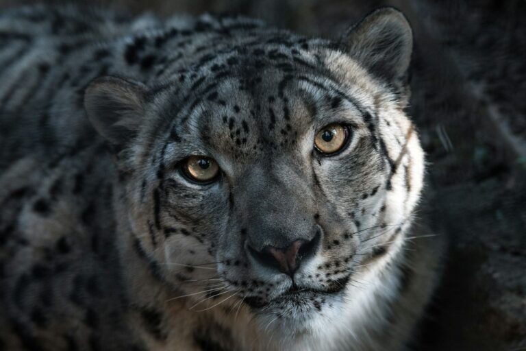 mountain climate: close-up photography of Tiger
