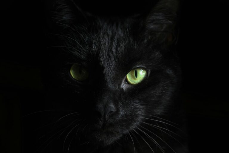 humans: macro photography of black cat