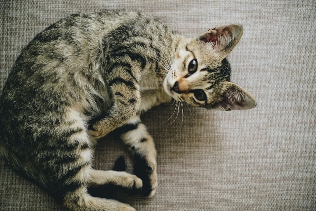 outdoor space: brown tabby cat lying on brown cloth