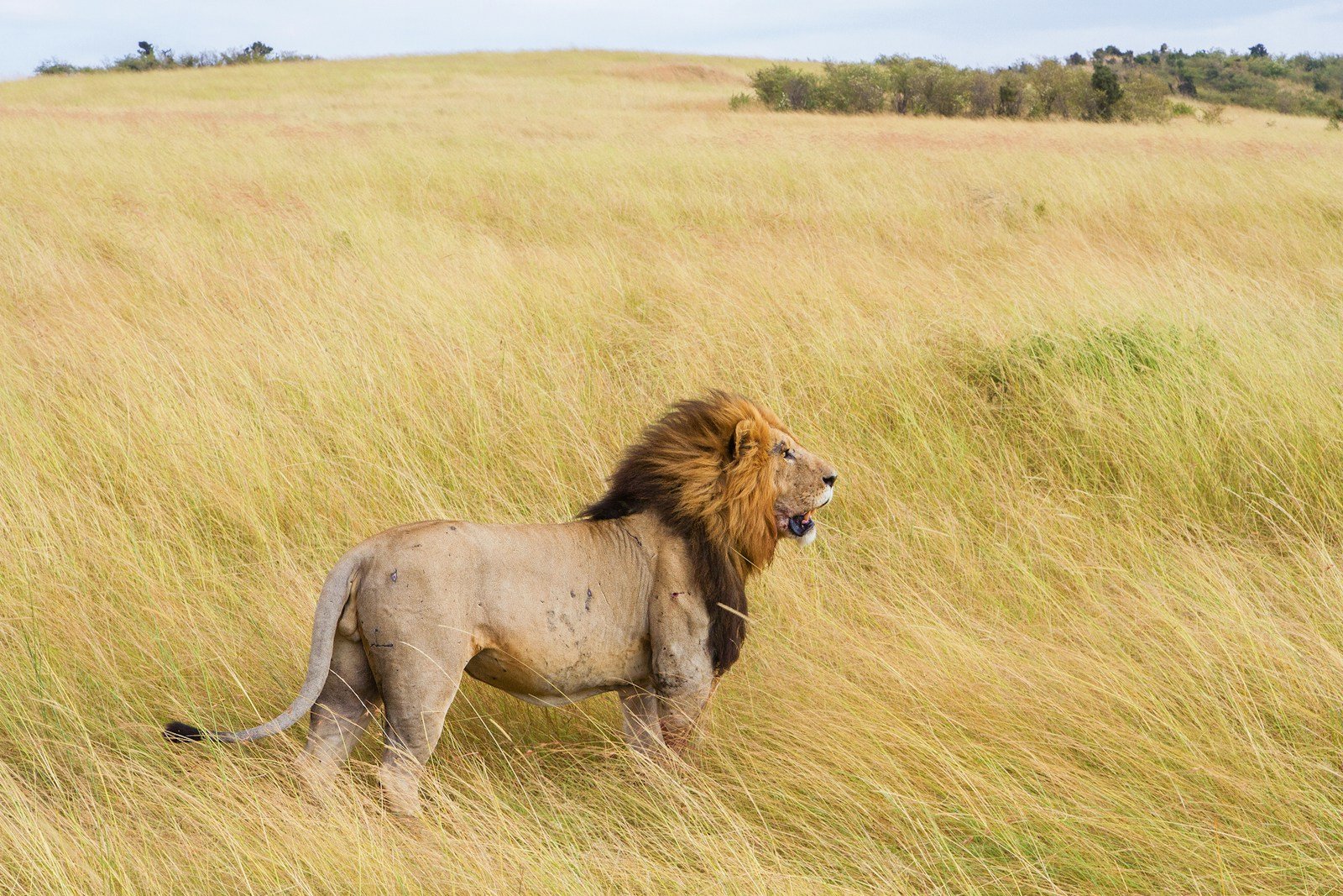 Photo by Bhargava Srivari Lions Roar: brown lion on grass field during daytime