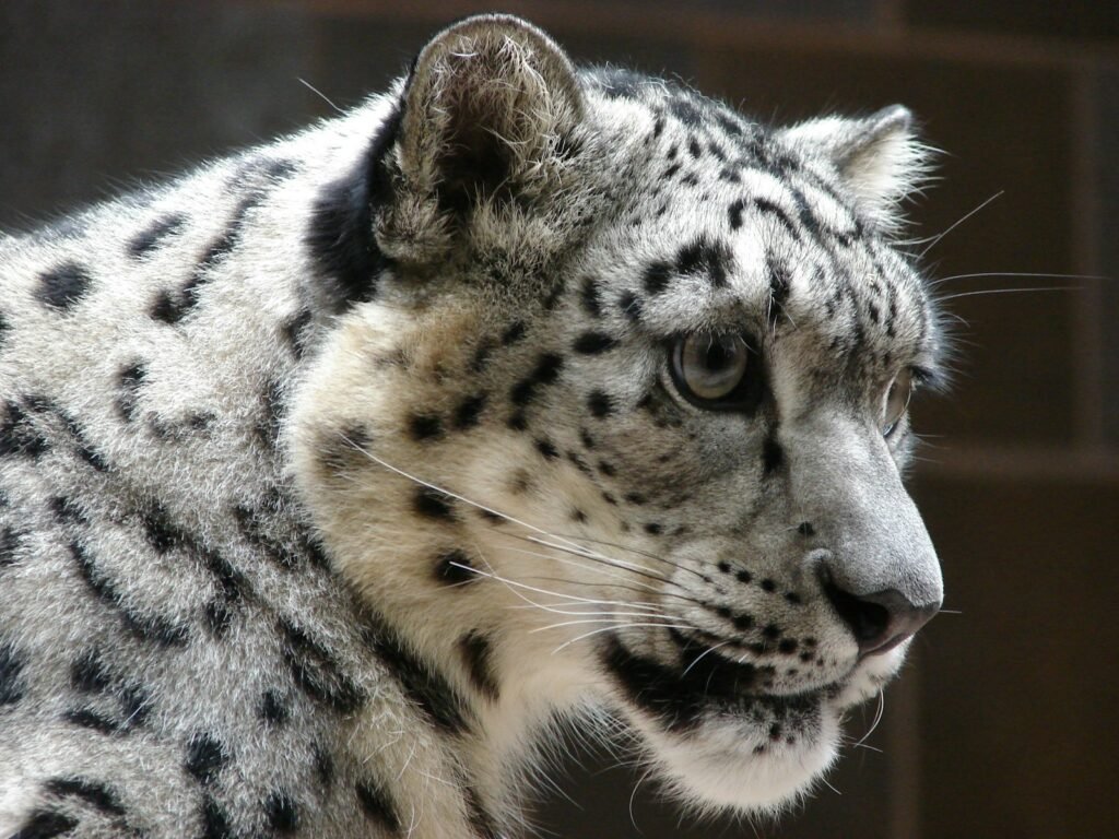 mountain climate:
white and black leopard on brown wooden surface