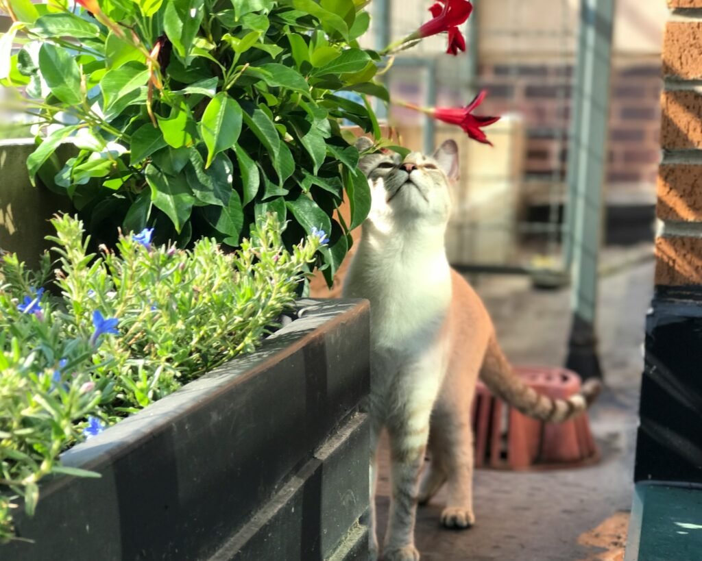 sense of smell: sea cat standing next to a flower pot