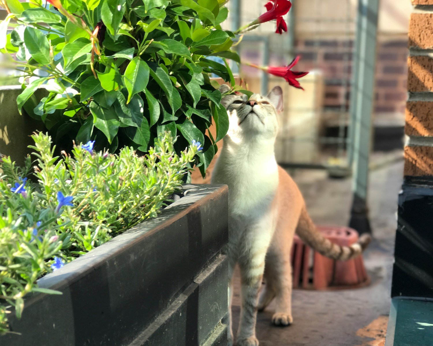 Photo by Natalia Jones Cat scent: a cat standing next to a flower pot