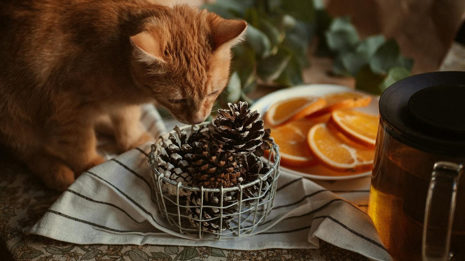 An orange cat curiously sniffing a basket of pinecones on a cozy table setup, surrounded by sliced oranges, a glass teapot, and green foliage in warm ambient lighting.