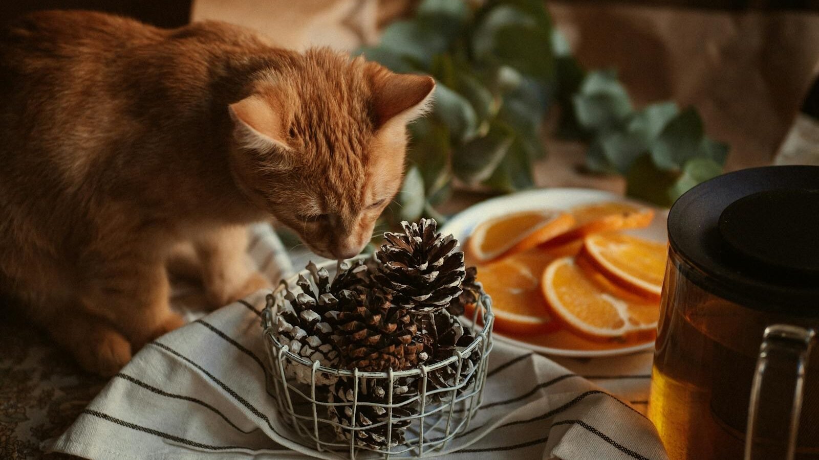 An orange cat curiously sniffing a small basket of pinecones on a table, surrounded by slices of orange, a tea pot, and greenery, creating a cozy and warm atmosphere.