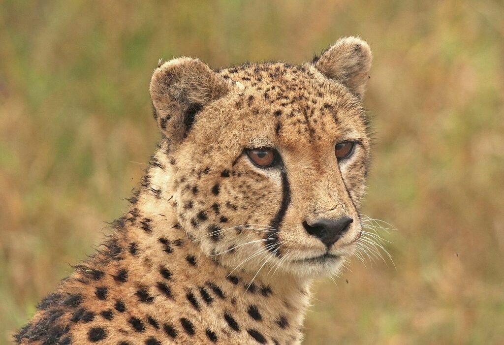 cheetah, cheetah head, big cat, wildlife, predator, cheetah, cheetah, cheetah, cheetah, cheetah