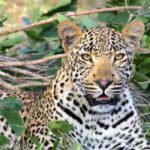 leopard, animal, safari, mammal, big cat, wild animal, predator, wildlife, fauna, wilderness, nature, africa, closeup, portrait, leopard, leopard, leopard, leopard, leopard