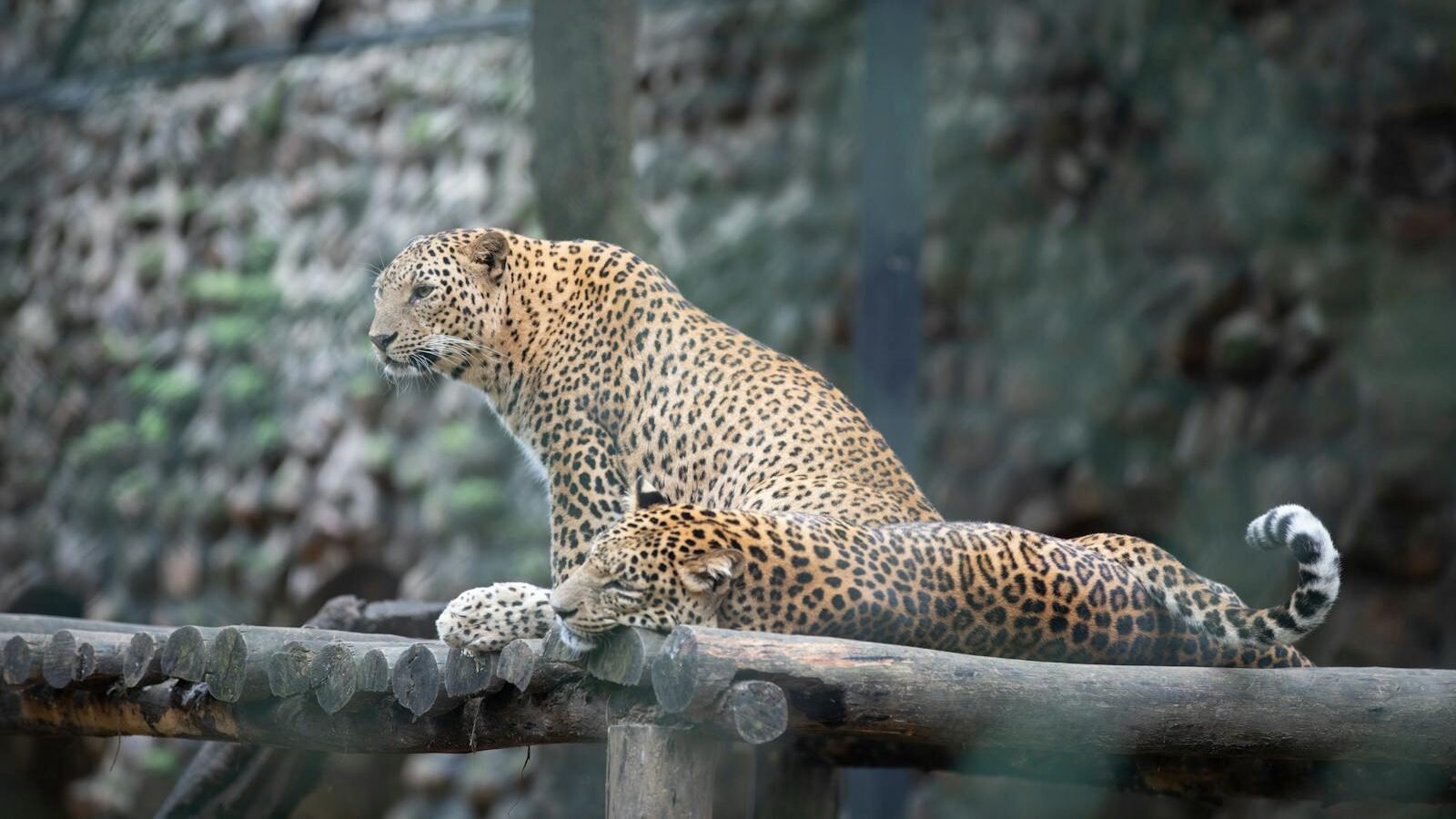 Two leopards relaxing on a wooden platform at a zoo, showcasing their majestic patterns.