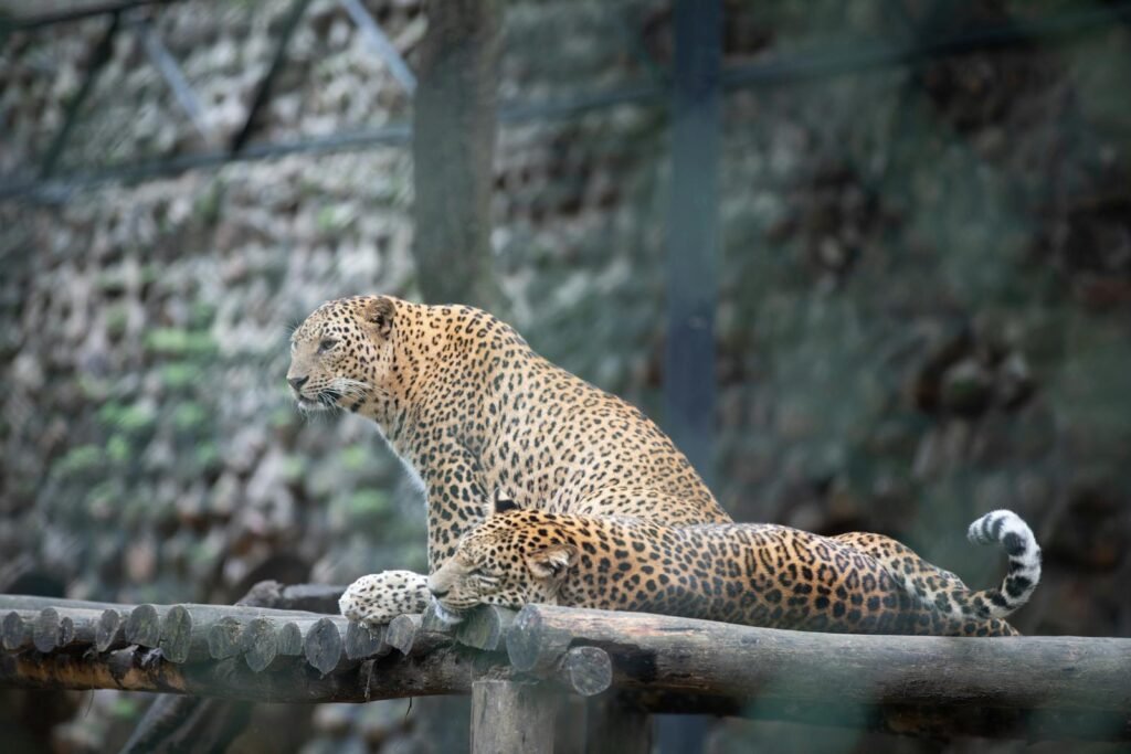 Two leopards relaxing on a wooden platform at a zoo, showcasing their majestic patterns.
