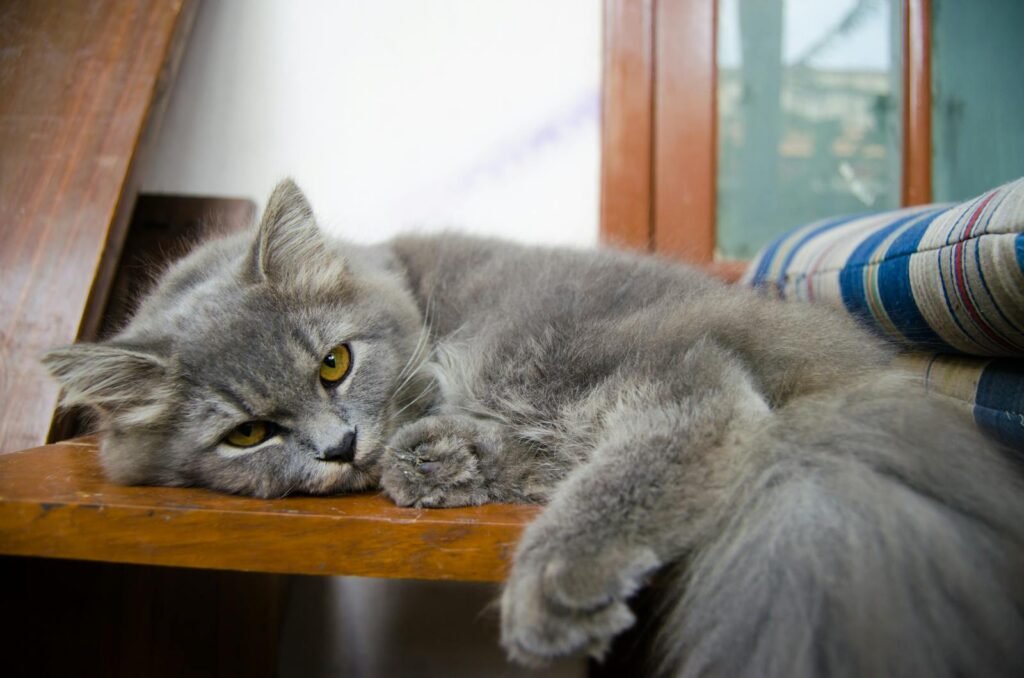 persian cat