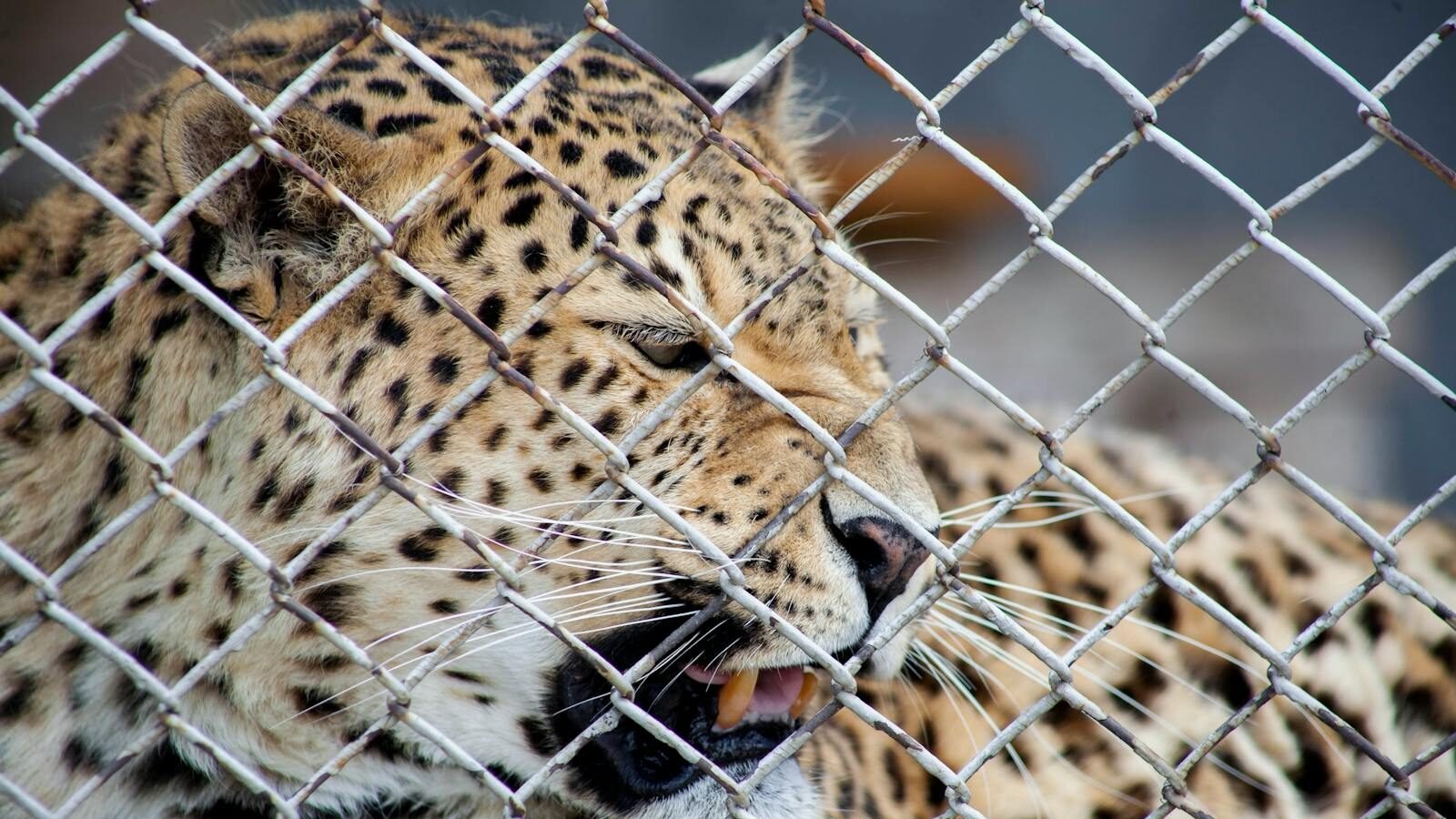 A leopard behind a chain-link fence, showing its teeth, representing conservation efforts to protect endangered big cats.