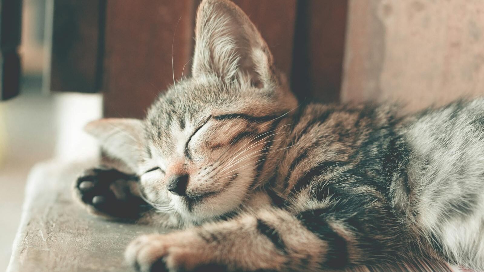 A tabby kitten peacefully sleeping on a wooden surface, its eyes closed and body relaxed. The soft lighting enhances the warmth and tranquility of the scene.