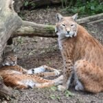 Two lynxes resting in a forested area, one sitting upright and looking directly at the camera while the other lies relaxed under a fallen tree trunk. Their spotted fur and tufted ears are prominently visible, blending with the natural surroundings.