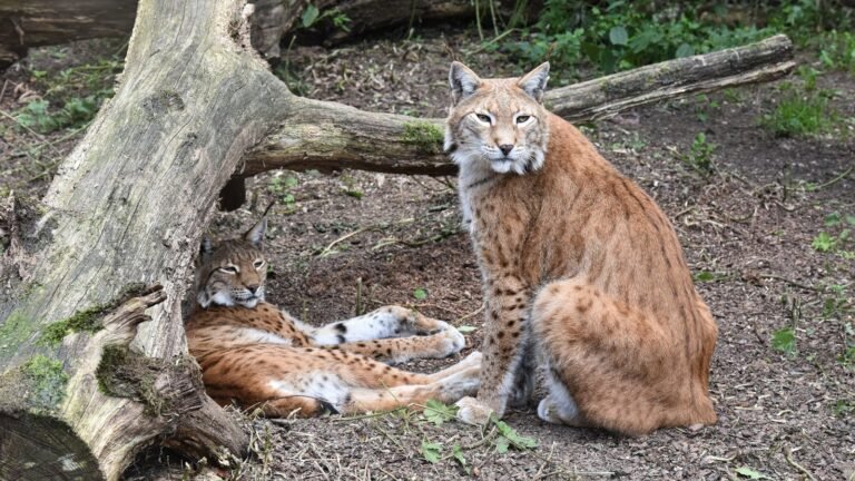 Two lynxes resting in a forested area, one sitting upright and looking directly at the camera while the other lies relaxed under a fallen tree trunk. Their spotted fur and tufted ears are prominently visible, blending with the natural surroundings.