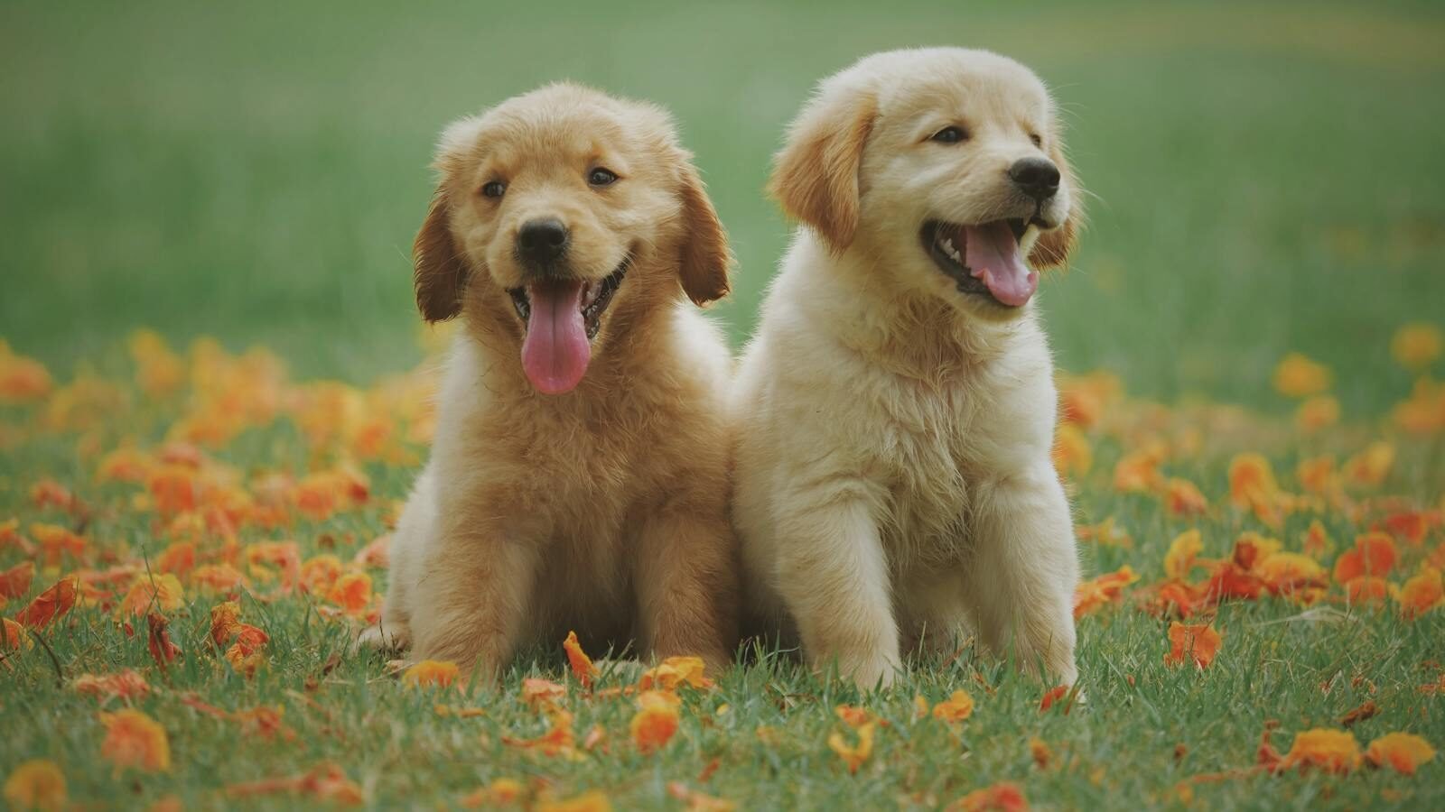 Two golden retriever puppies sitting on a grassy field surrounded by orange flowers. Both puppies are smiling with their tongues out, exuding a playful and cheerful vibe.