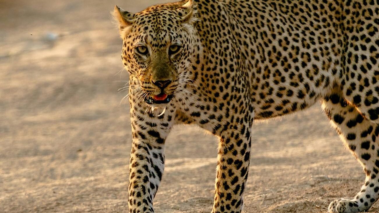 A leopard walking gracefully on sandy terrain with its eyes focused forward, showcasing its spotted coat and muscular build in golden sunlight.