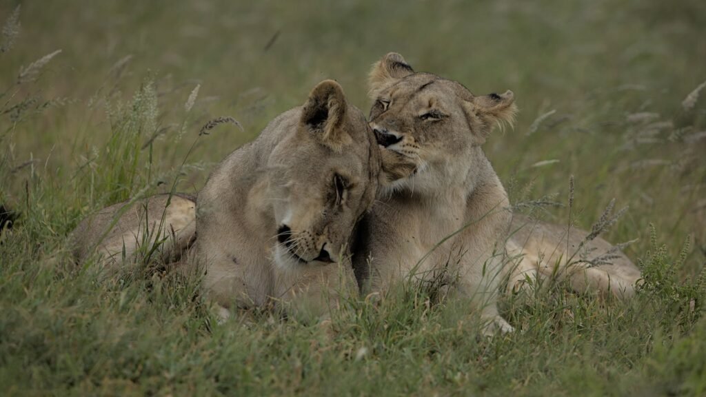 Two lionesses resting closely together in an open grassland, displaying a tender and affectionate moment. The surrounding area features tall grass, emphasizing the natural habitat.