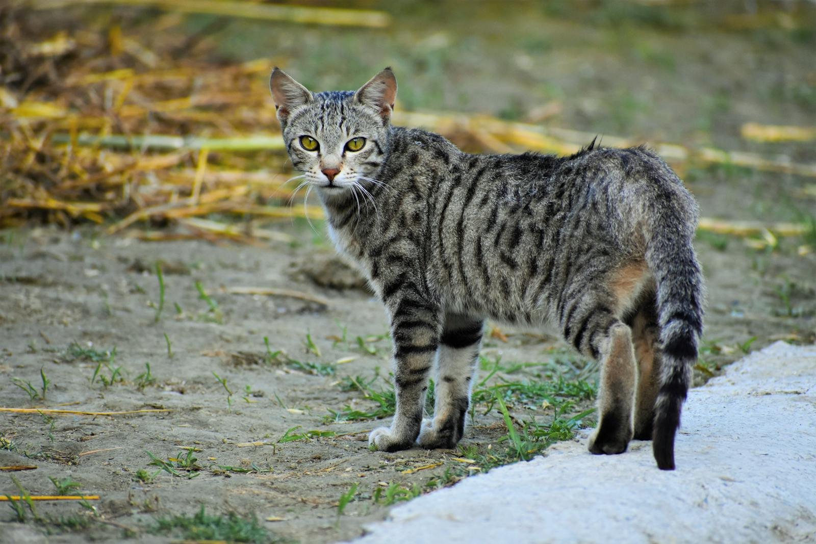 Photo by Hurrah suhail Cats hunting: A curious tabby cat stands outdoors, showcasing its striped fur pattern.