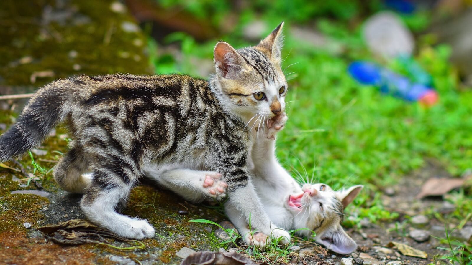 Two playful tabby kittens engaged in a lively playfight on a grassy area, surrounded by natural and colorful outdoor elements.
