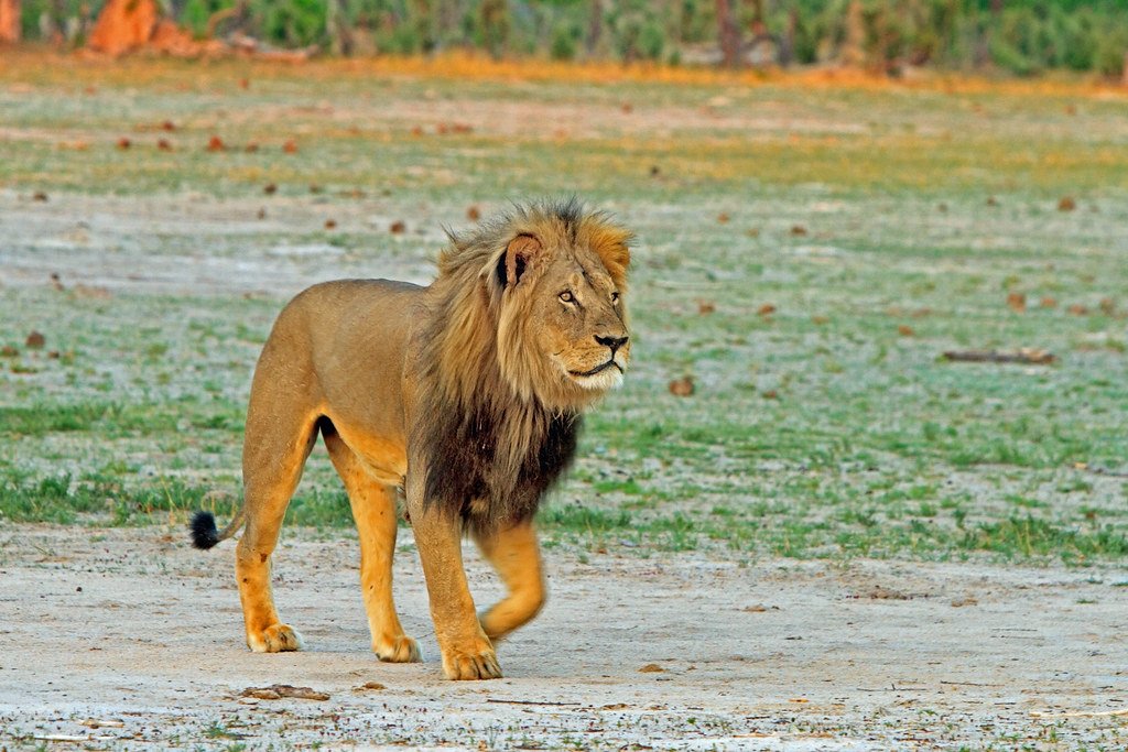 Cecil - The black maned Lion - RIP! Cecil - The black maned Lion