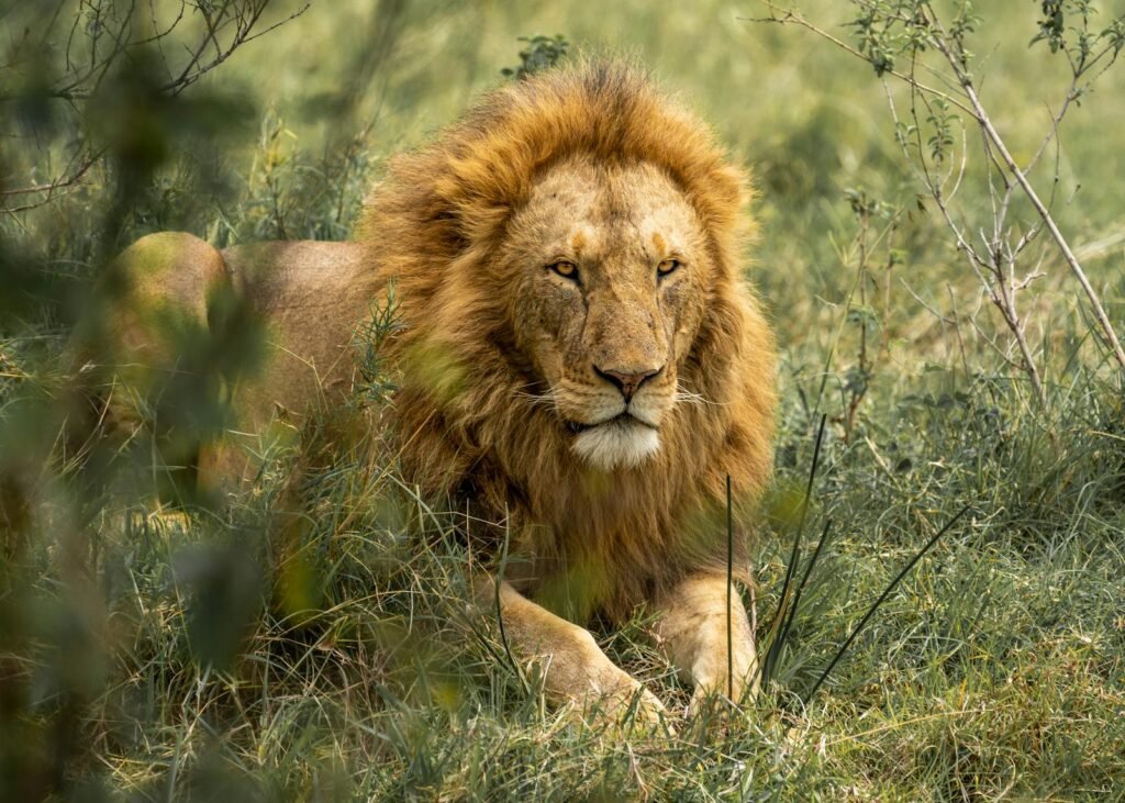 cat hybrids: Close-up of a male lion resting in natural habitat, showcasing its majestic mane and gaze.