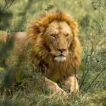 cat hybrids: Close-up of a male lion resting in natural habitat, showcasing its majestic mane and gaze.