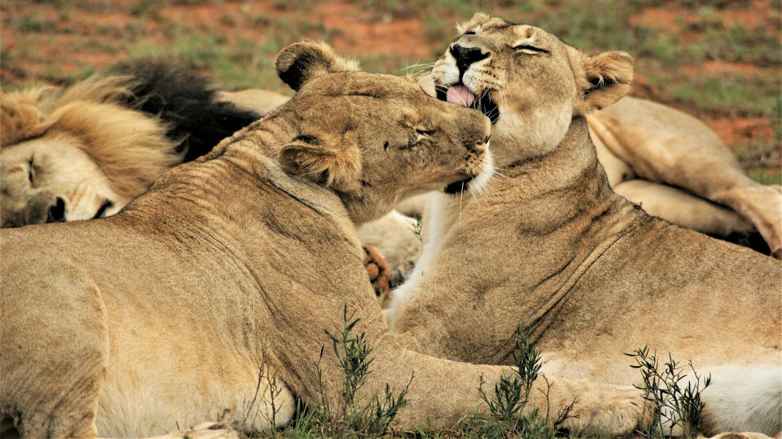  Two lionesses grooming each other while resting with their pride in a grassy area, showcasing their strong social bonds. 