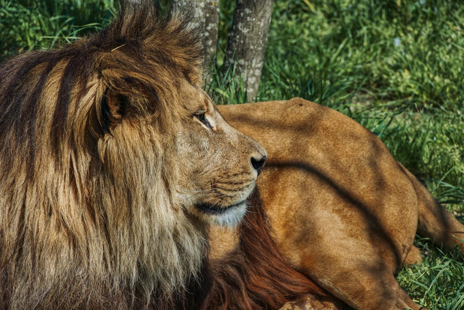 Photo by Susanne Jutzeler, suju-foto Close-up of a majestic lion king lying in the grass, showcasing its regal mane in a serene outdoor setting.