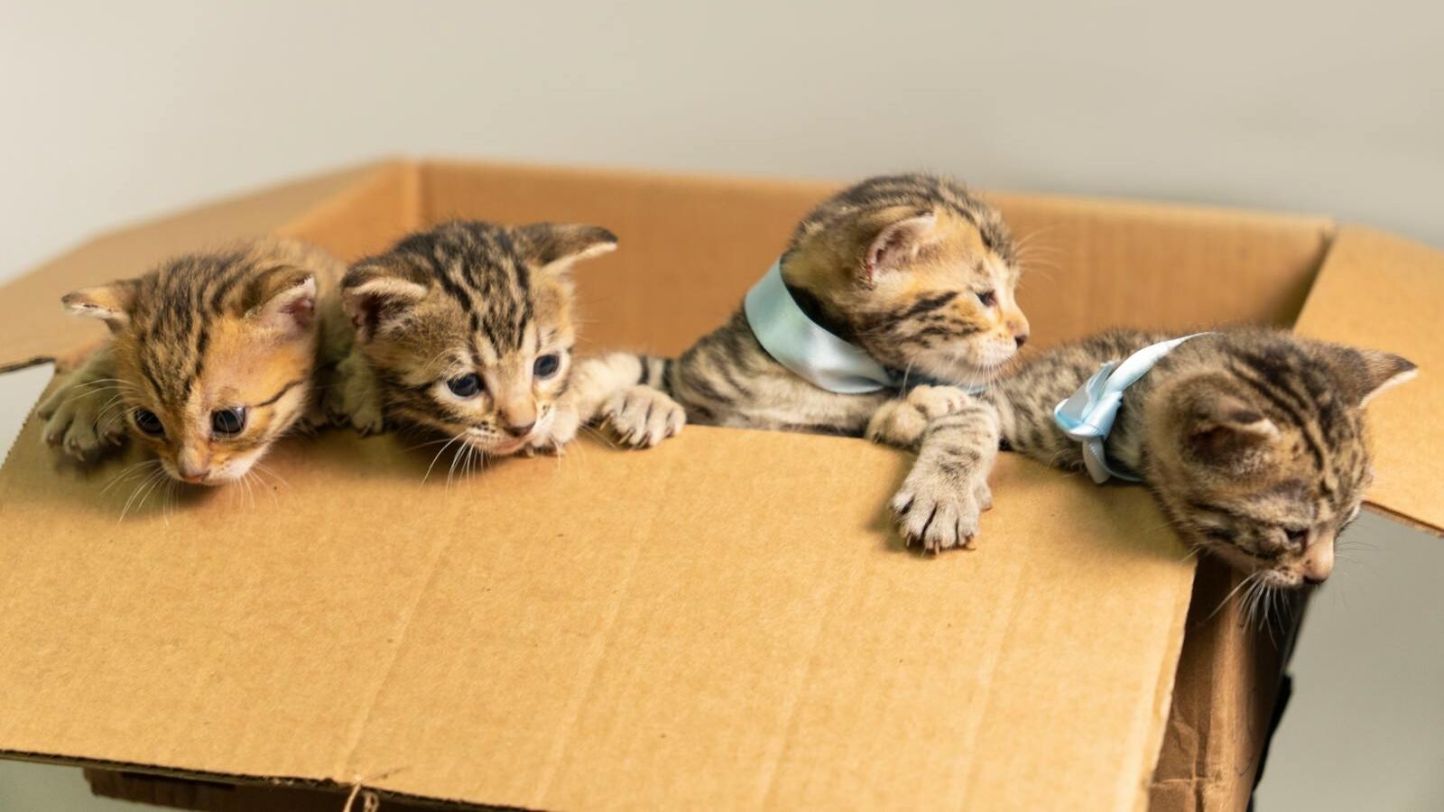 Four adorable tabby kittens curiously peeking out of a cardboard box, with two wearing small blue collars, creating a playful and heartwarming scene.