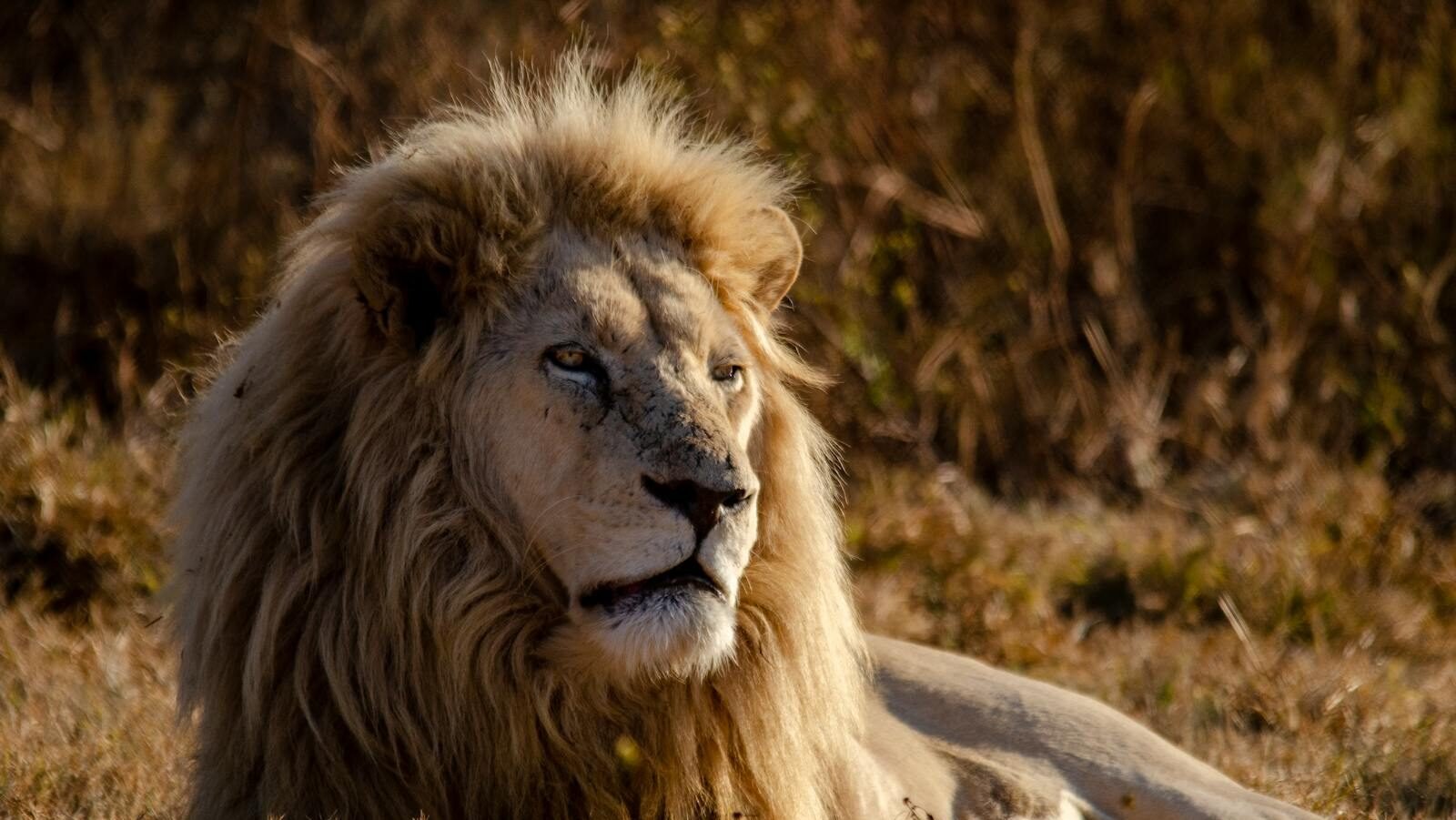 A powerful lion resting in the grasslands, showcasing its regal mane and natural habitat.