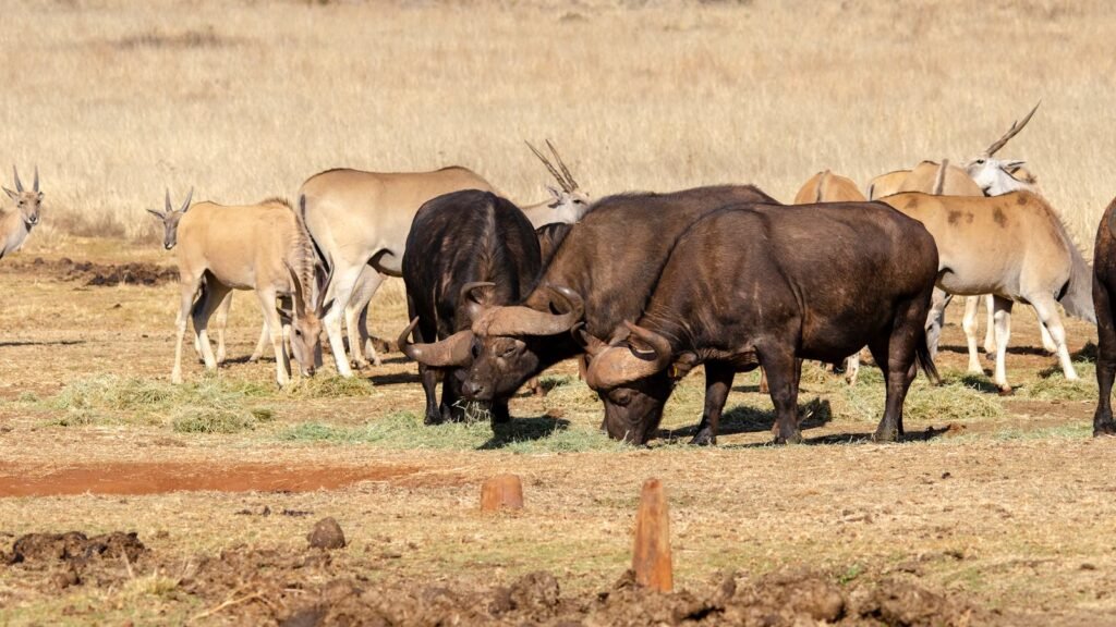 A herd of buffalo and antelope grazing in an open field on a sunny day.