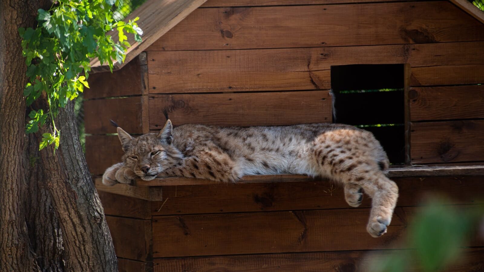 A lynx resting peacefully on a wooden platform outside a wooden shelter, surrounded by trees and natural greenery.