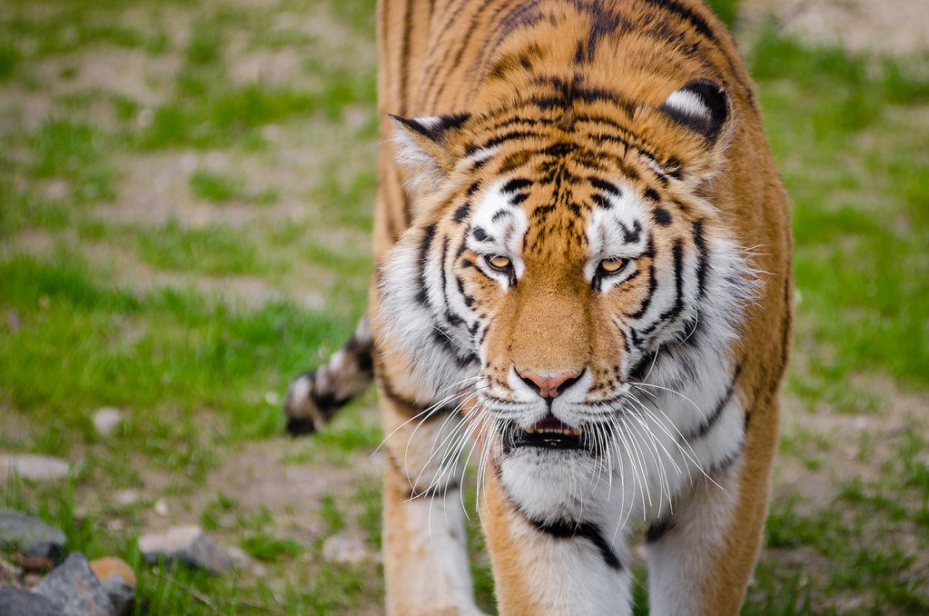 tiger Rewilding: Photography of Tiger