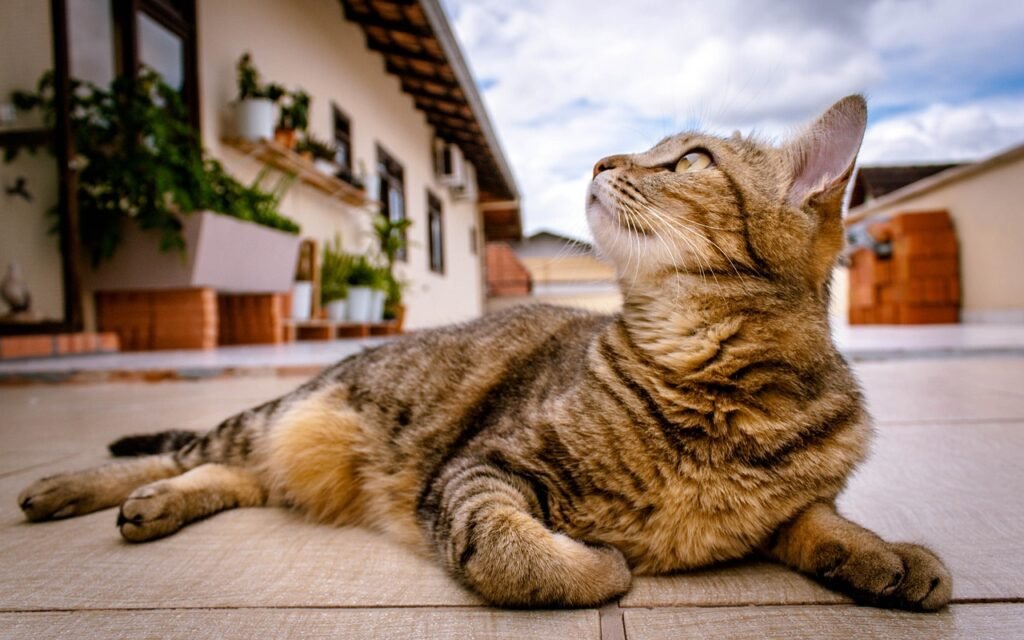 cat, kitten, feline, pet, lying down, outdoors, animal, looking up, tabby, tabby cat, portrait, cat portrait, domestic, domestic cat, cat, cat, cat, cat, cat, kitten