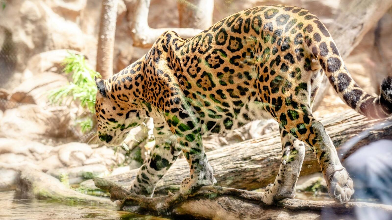 A jaguar stealthily walking across a fallen tree branch in a forested area, exhibiting stalking behavior as it prepares for a potential pounce.
