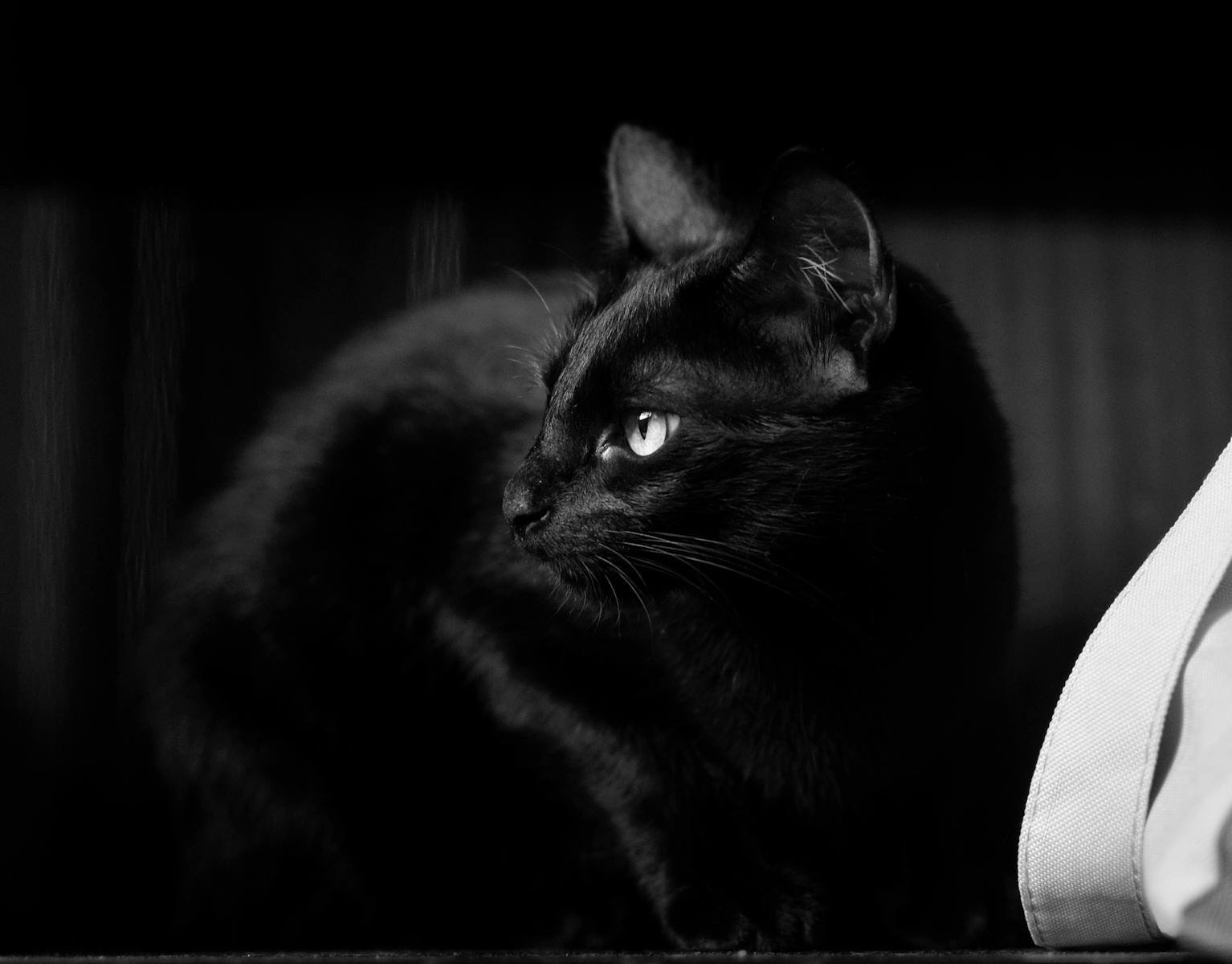 Photo by Crina Doltu Black cat: A black cat captured in monochrome, showcasing its sleek fur and bright eyes indoors.