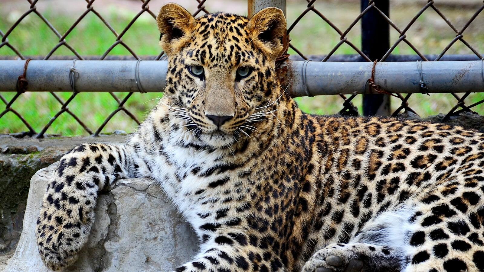 A leopard resting gracefully with one paw draped over a concrete ledge, set against a backdrop of a fenced enclosure. Its intense gaze is directed toward the camera, showcasing its striking spotted coat.