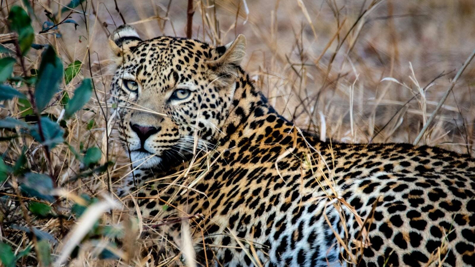 Intense close-up of a leopard lying in dry grass, showcasing its elegant spotted coat.