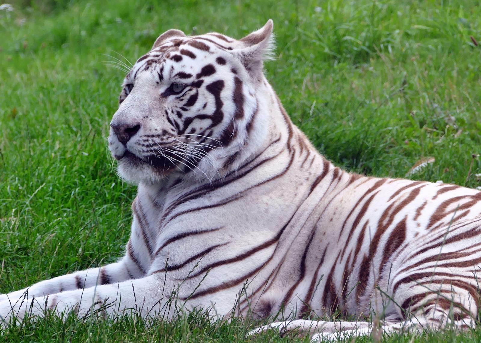 Photo by Anthony 🙂 Close-up of a majestic white tiger lying calmly on lush green grass, showcasing its unique striped fur.