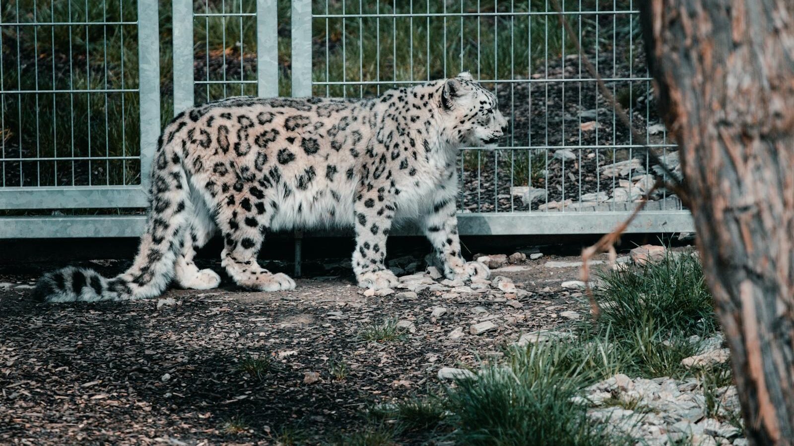 A snow leopard walking gracefully in a zoo or sanctuary enclosure, its thick spotted coat standing out against the fenced background and natural ground.