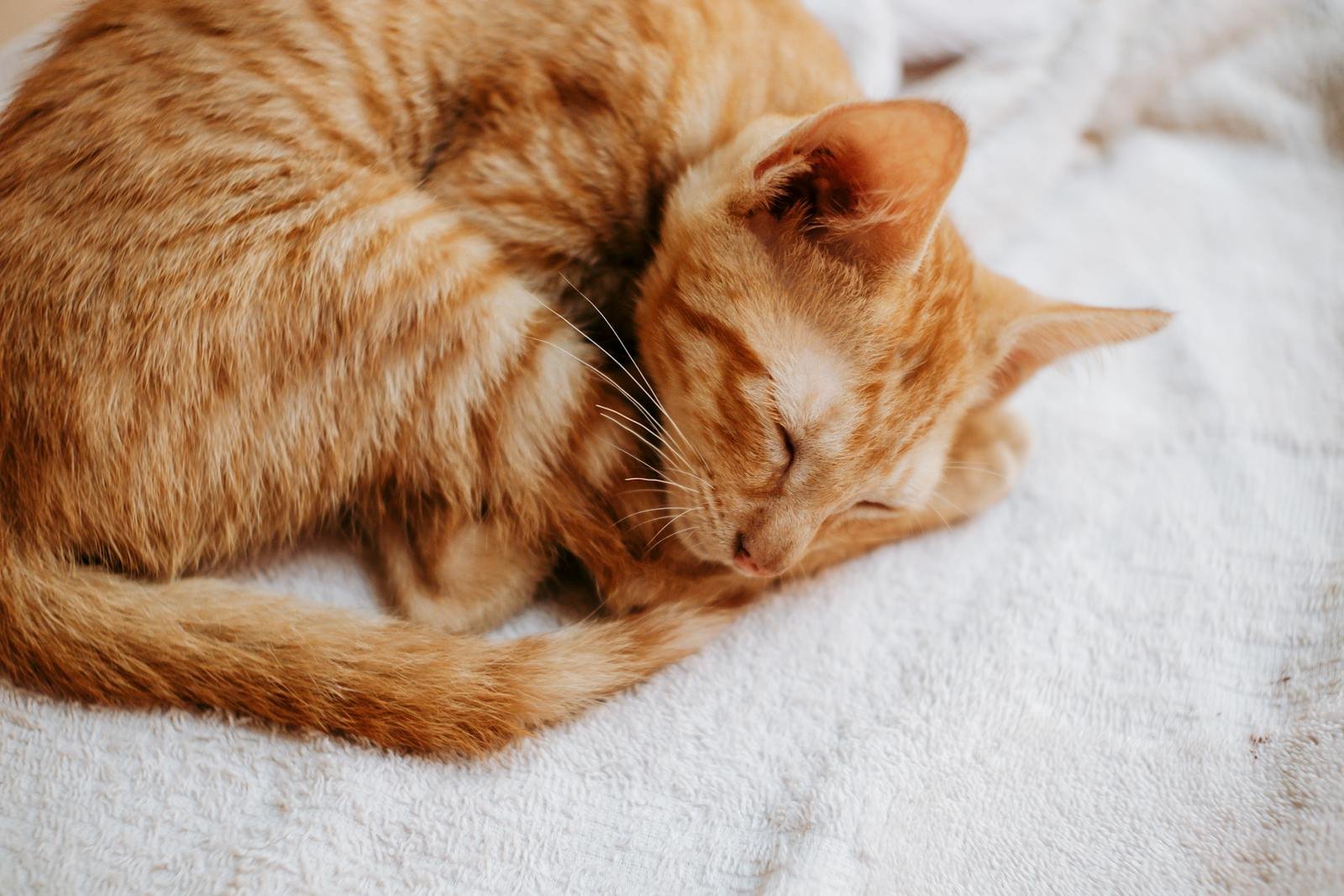 Cats dream: A cozy tabby kitten sleeps peacefully on a textured blanket, capturing a serene moment.
