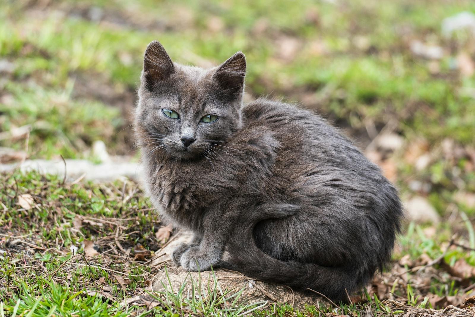 Close-up of a Nebelung kitten sitting on grass outdoors, showcasing its fluffy gray fur.
