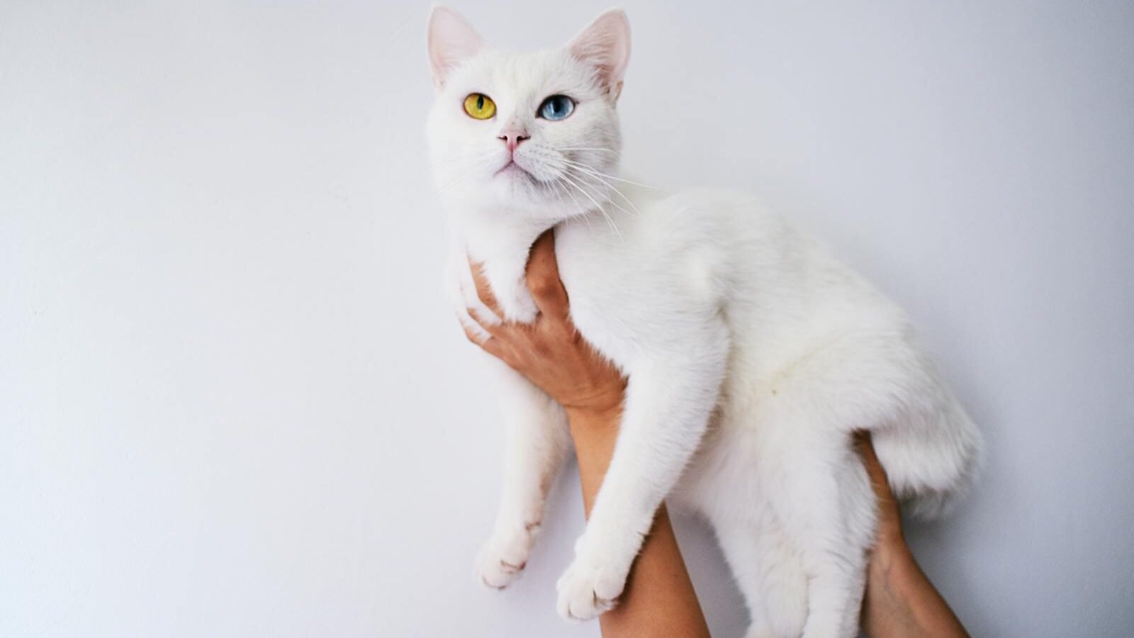 A striking white cat with heterochromatic eyes, one blue and one yellow, being gently held by a person. The cat's alert posture suggests attentiveness during a visual introduction in a calm environment.